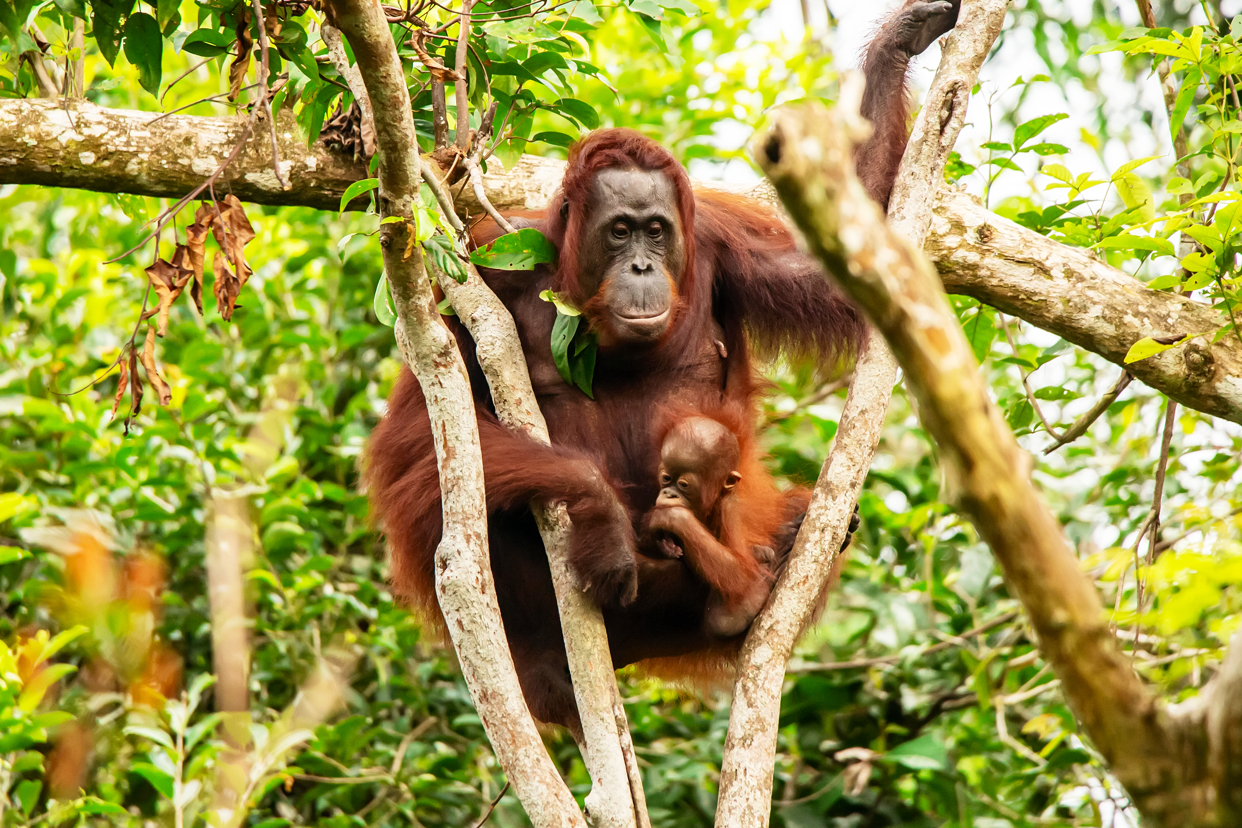 Orangutan and baby in a rainforest conservation habitat