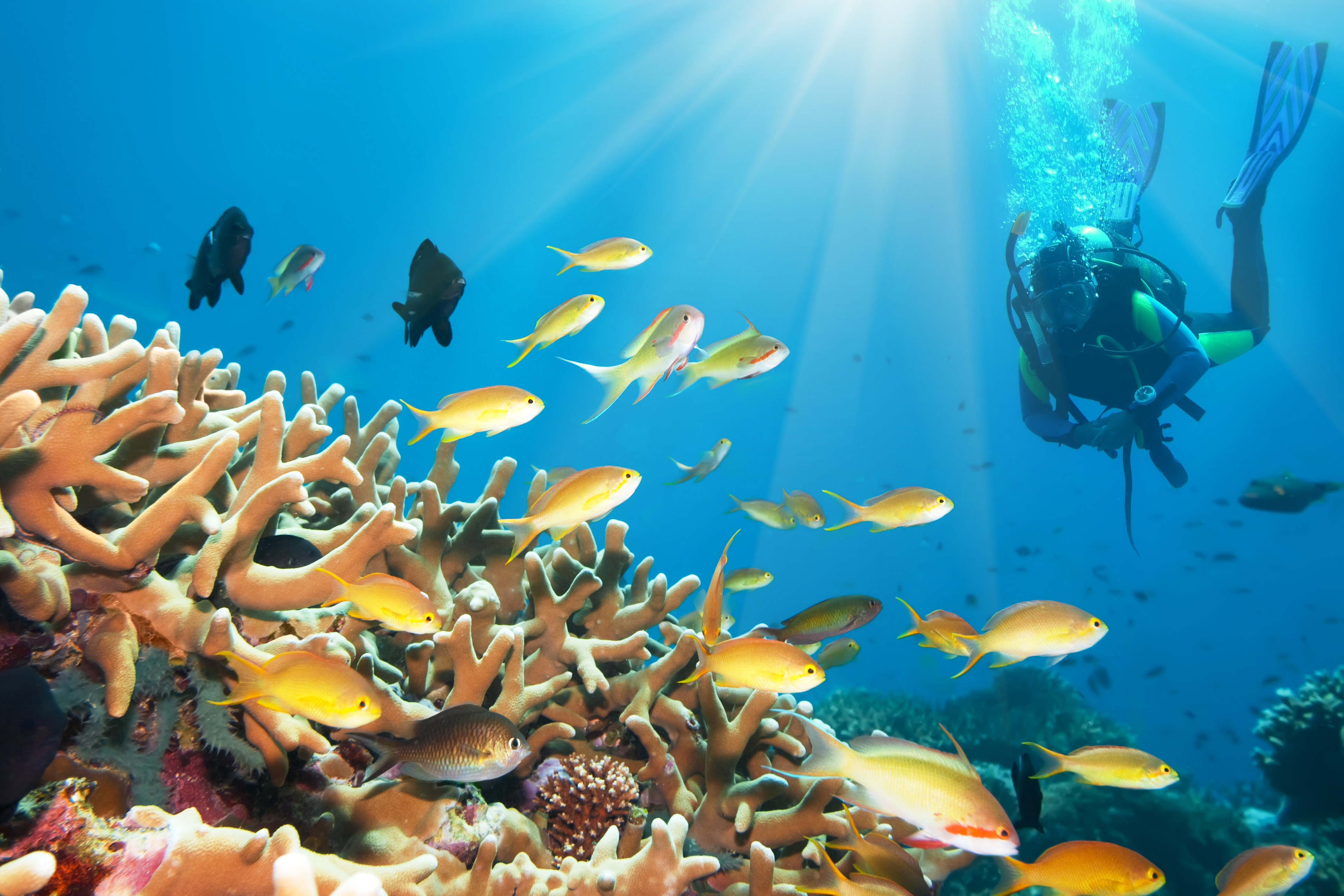 Scuba diver exploring a coral reef in an immersive adventure tourism experience