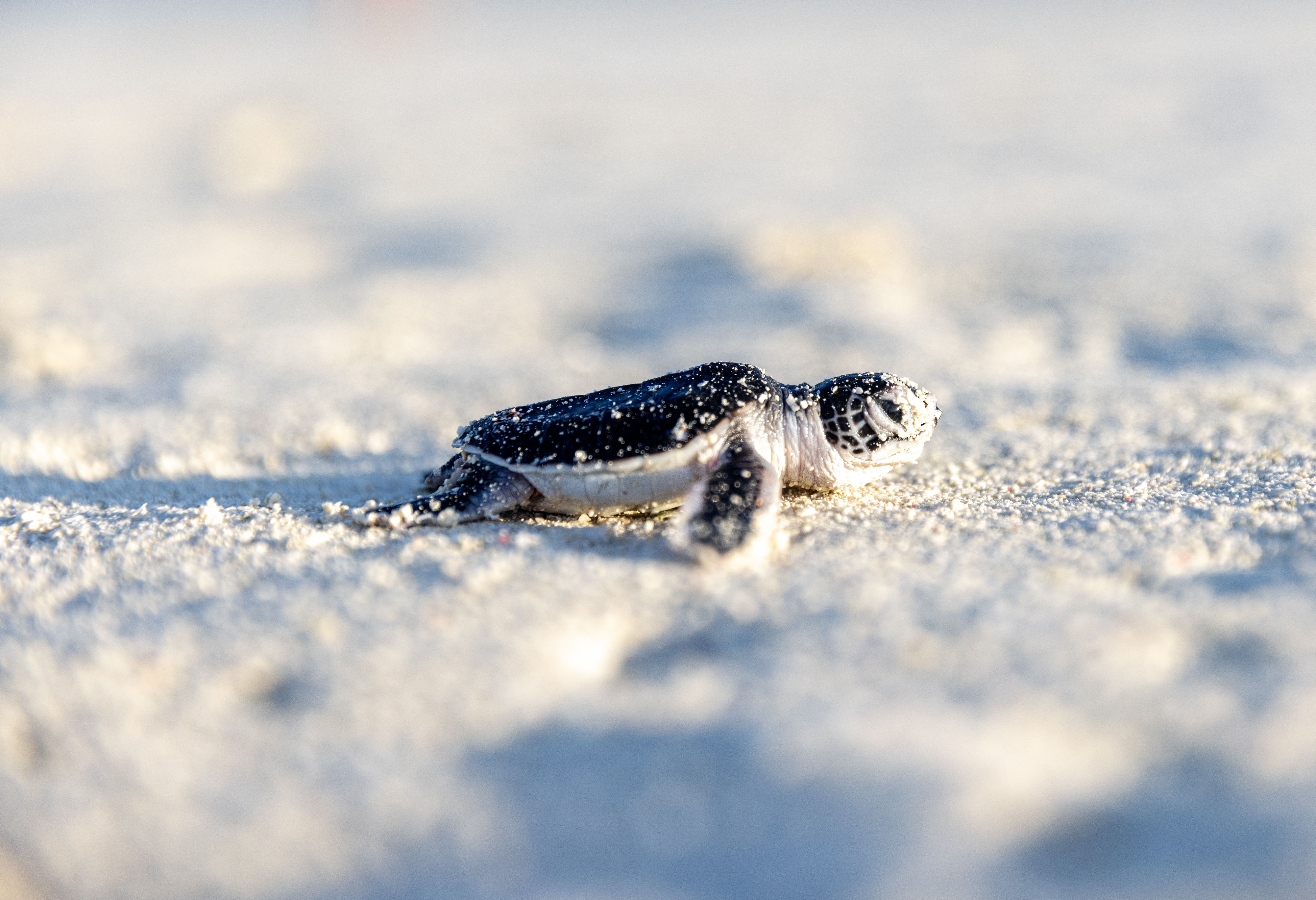 Baby sea turtle moving across the sand in a conservation setting